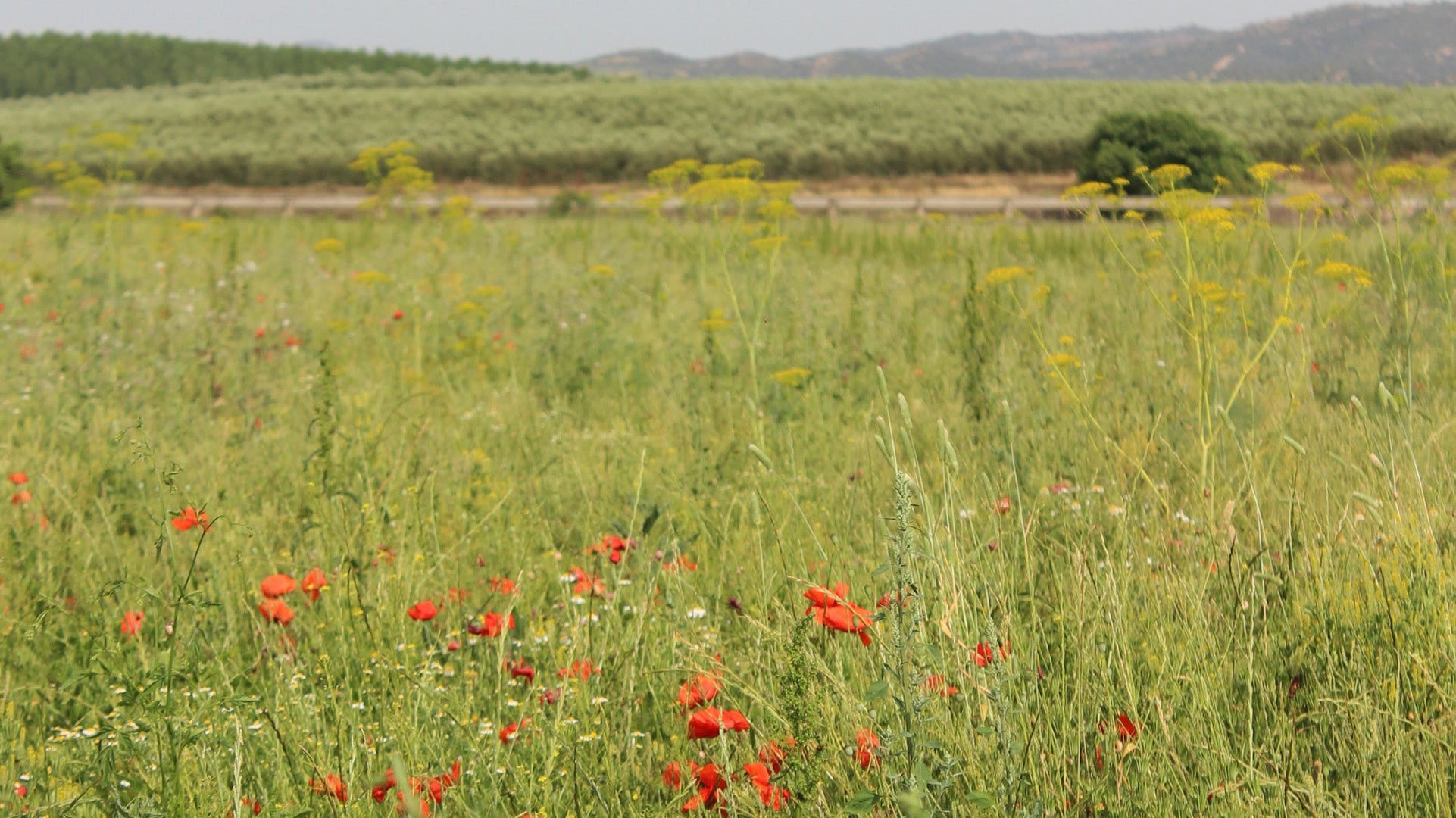 BLOMSTENS VEI INN I HJEMMET