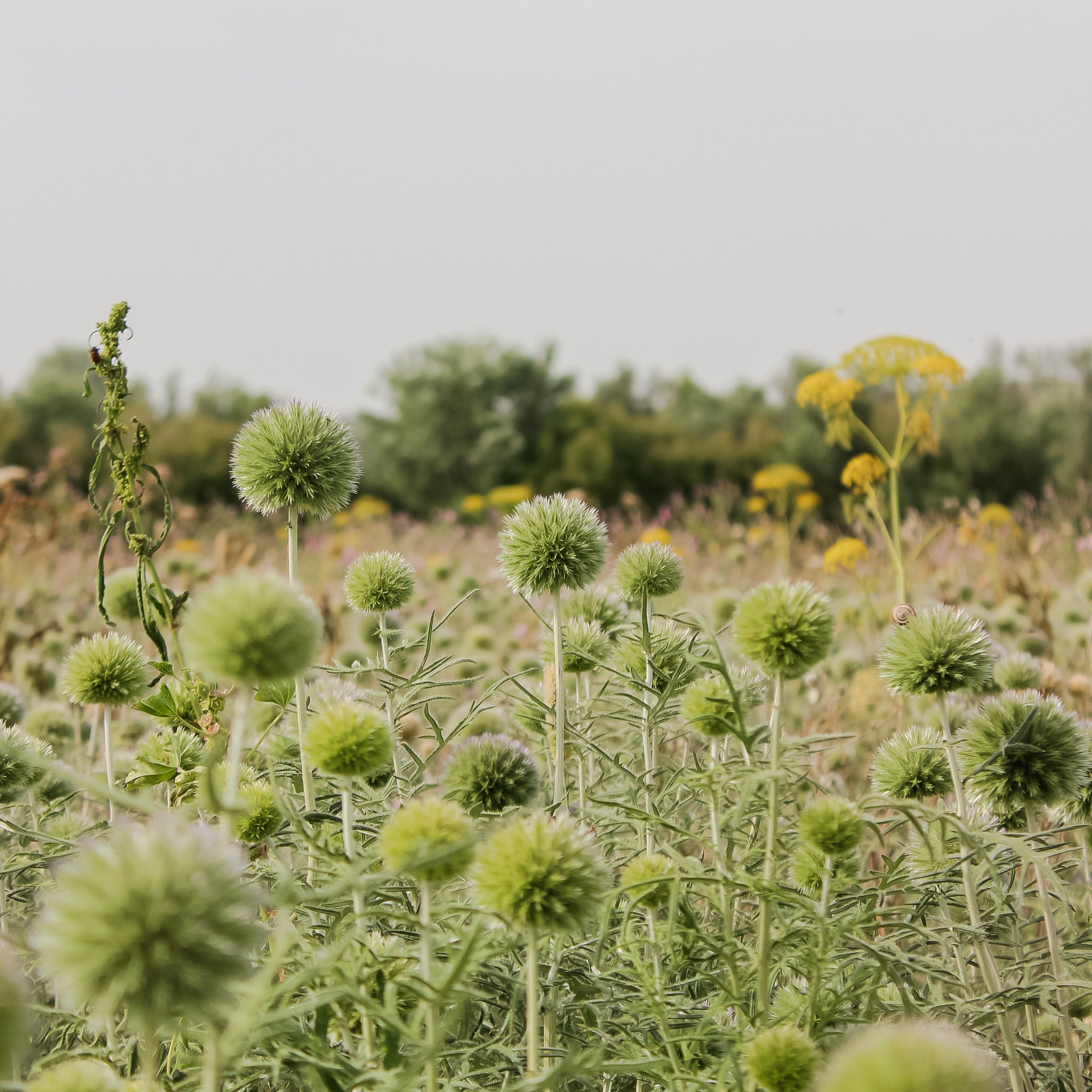 Bedre for klimaet og økonomien