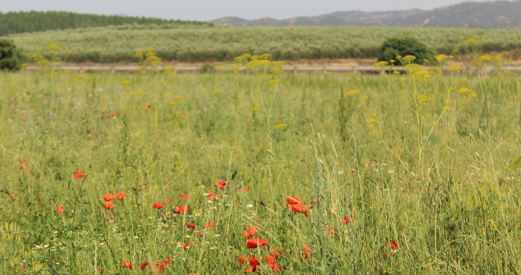 BLOMSTENS VEI INN I HJEMMET